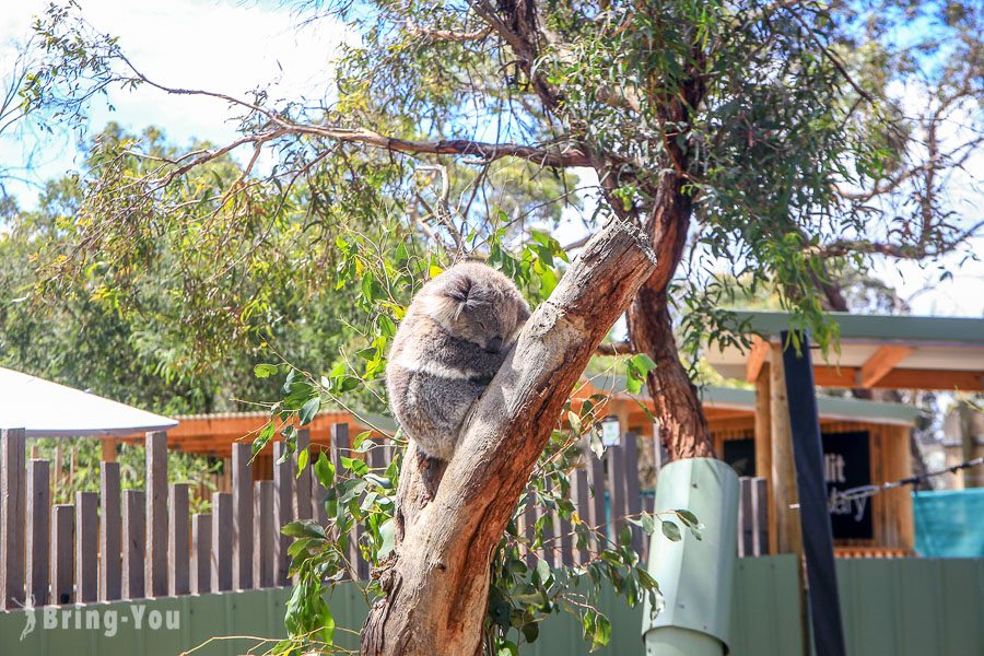 月光野生动物园 Moonlit Sanctuary Wildlife Park