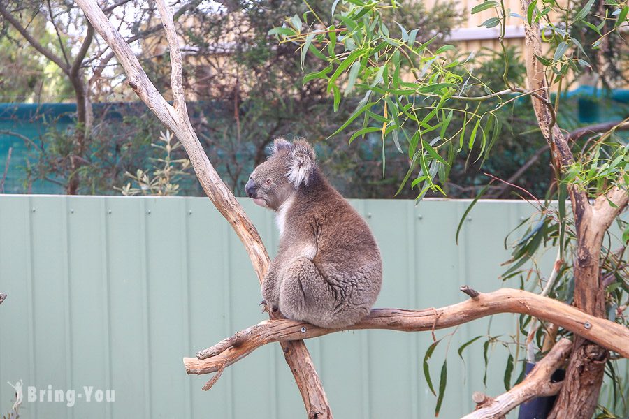 月光野生动物园 Moonlit Sanctuary Wildlife Park