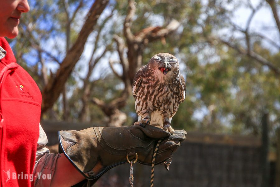 月光野生动物园 Moonlit Sanctuary Wildlife Park