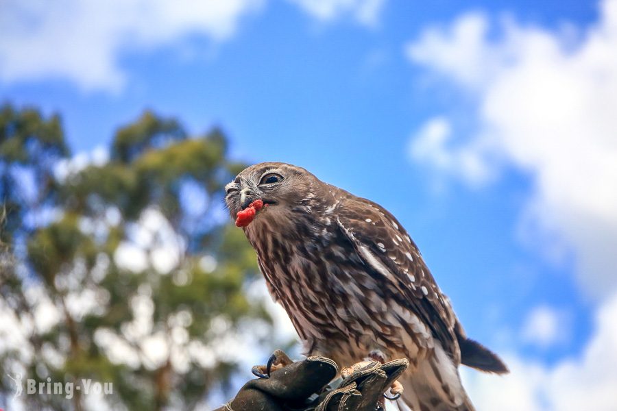 月光野生动物园 Moonlit Sanctuary Wildlife Park