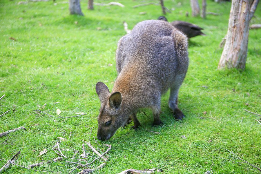 月光野生动物园 Moonlit Sanctuary Wildlife Park