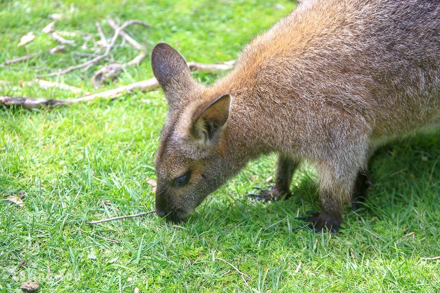 月光野生動物園 Moonlit Sanctuary Wildlife Park