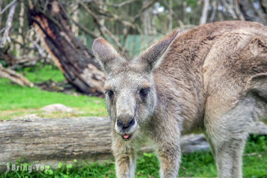 Things to Do in Australia