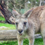 【澳洲墨爾本】月光野生動物園 Moonlit Sanctuary Wildlife Park