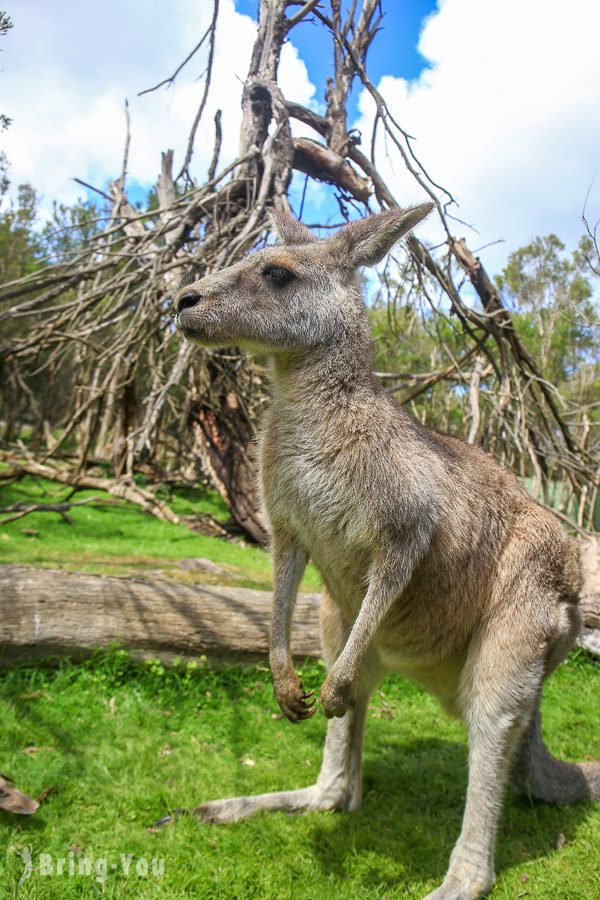 月光野生动物园 Moonlit Sanctuary Wildlife Park