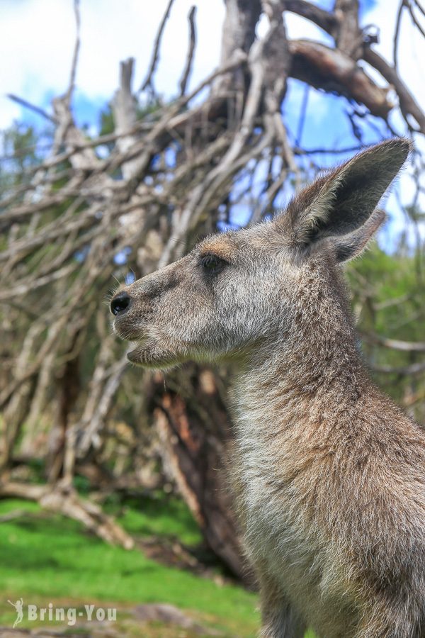 月光野生動物園 Moonlit Sanctuary Wildlife Park