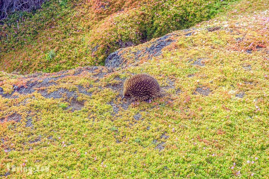 菲利浦島 Phillip Island