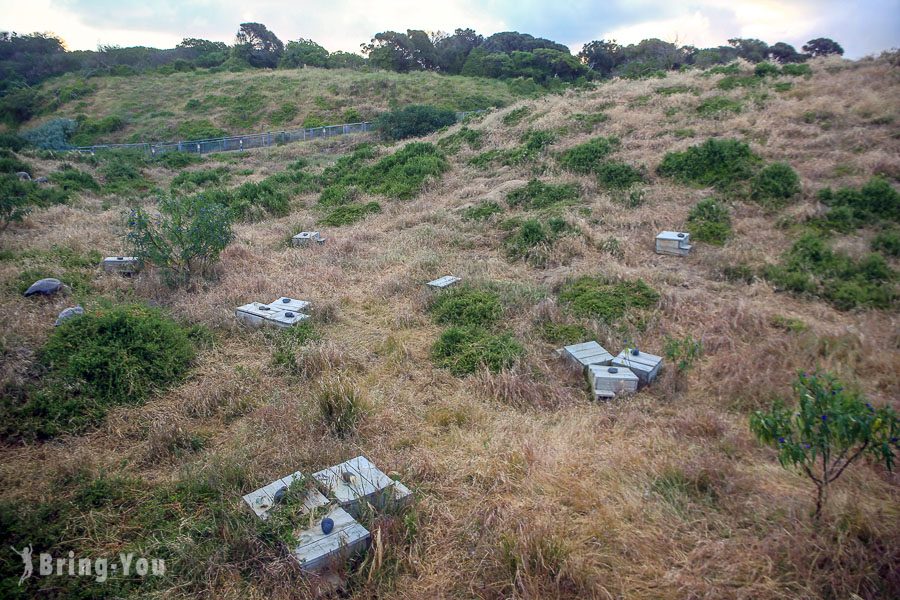 菲利浦島 Phillip Island