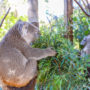 【雪梨】澳洲爬行動物公園｜近距離接觸袋鼠與無尾熊的好選擇