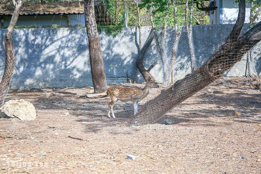 Safari World 曼谷賽佛瑞野生世界