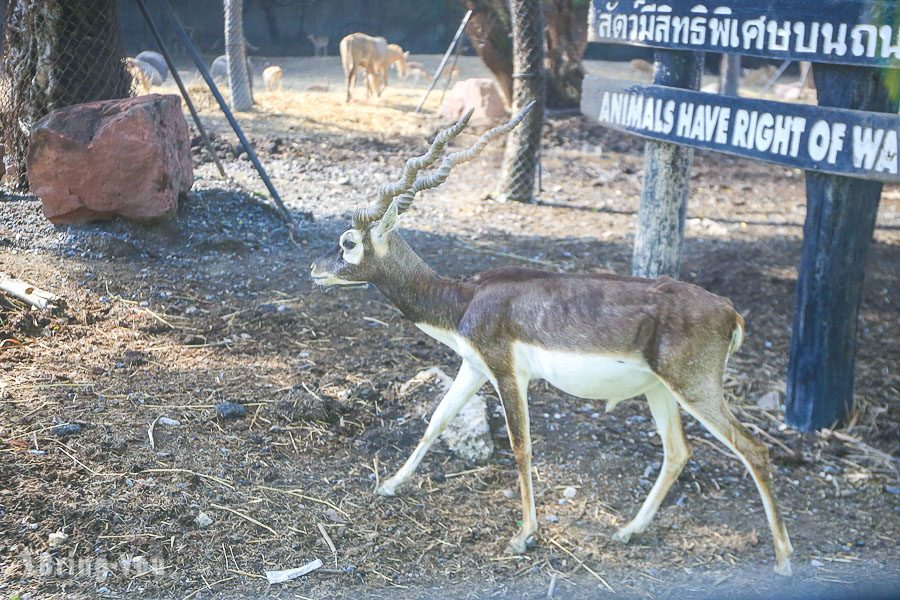 Safari World 曼谷賽佛瑞野生世界