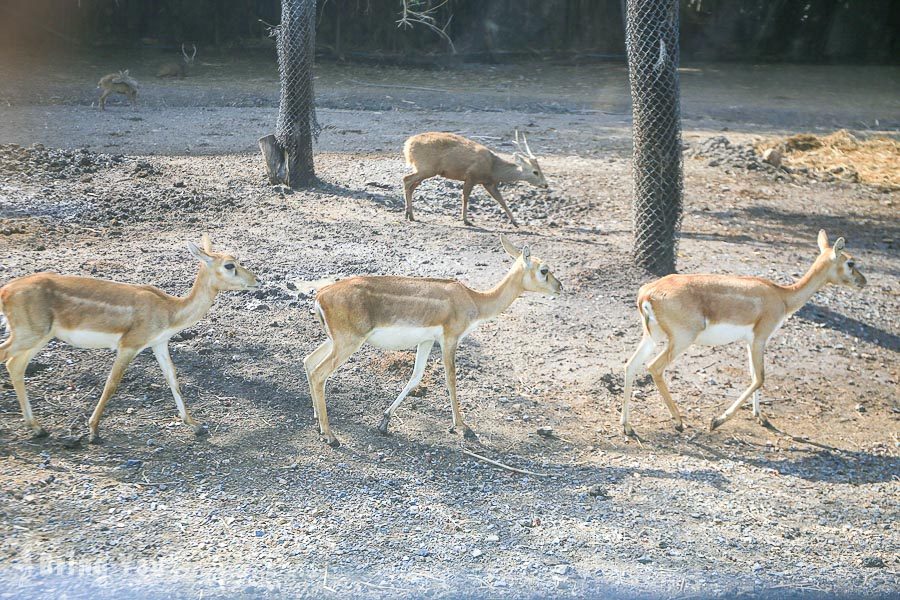 Safari World 曼谷赛佛瑞野生世界