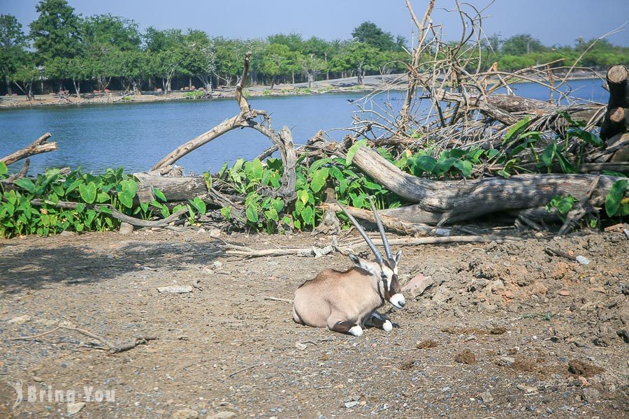 Safari World 曼谷赛佛瑞野生世界