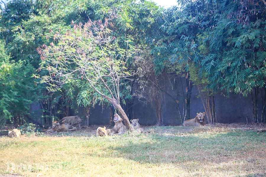 Safari World 曼谷賽佛瑞野生世界