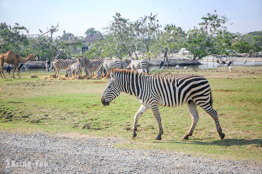 Safari World 曼谷賽佛瑞野生世界