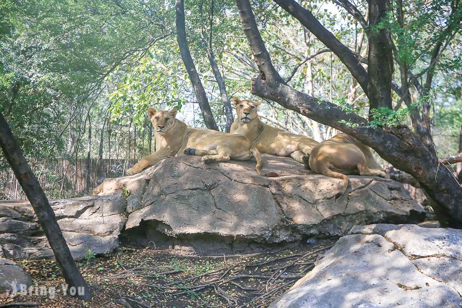 Safari World 曼谷赛佛瑞野生世界