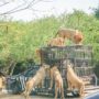 【曼谷】Safari World 赛佛瑞野生世界包车一日游，野生动物园看狮子喂食秀