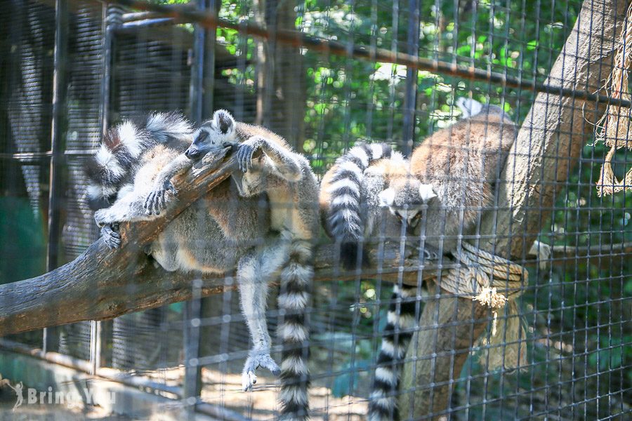 Safari World 曼谷賽佛瑞海洋公園