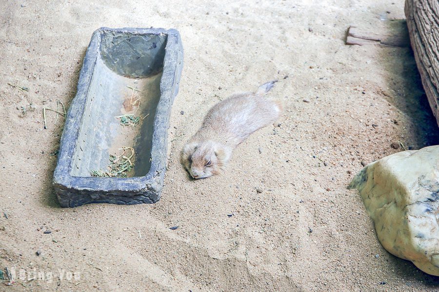 Safari World 曼谷賽佛瑞海洋公園