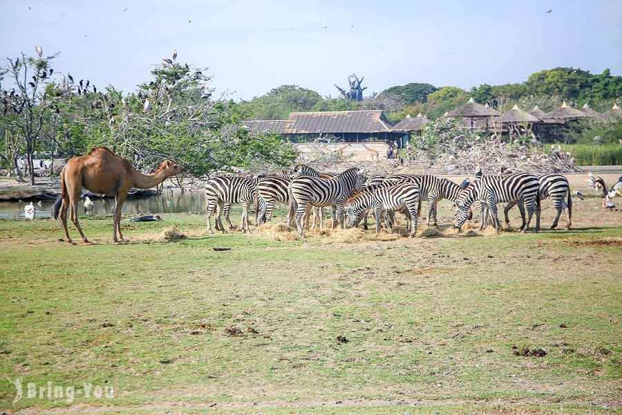 Safari World 曼谷赛佛瑞野生世界