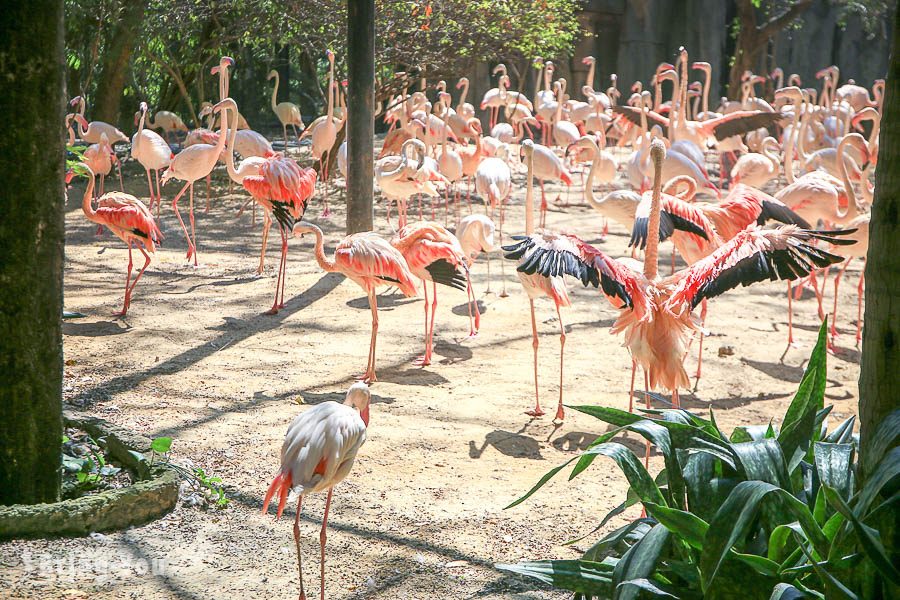 Safari World 曼谷赛佛瑞海洋公园