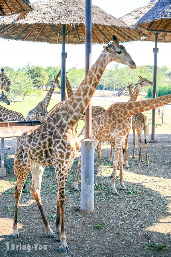 Safari World 曼谷賽佛瑞海洋公園