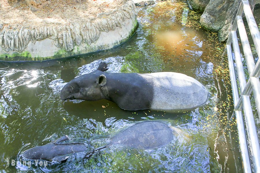 Safari World 曼谷賽佛瑞海洋公園