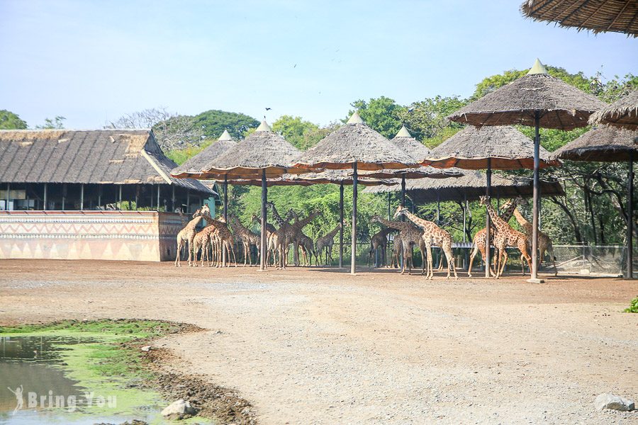 Safari World 曼谷賽佛瑞野生世界