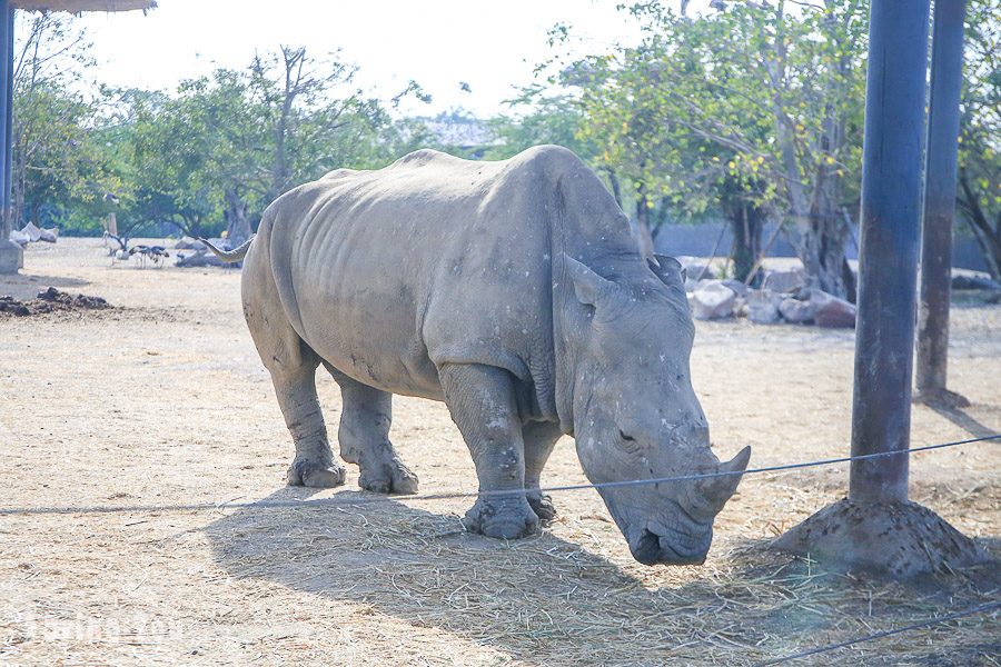 Safari World 曼谷賽佛瑞野生世界