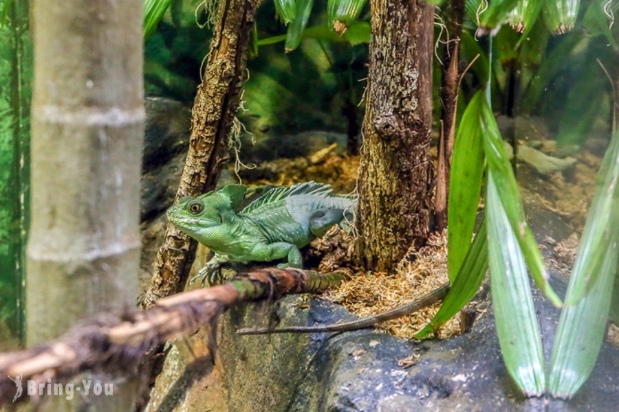 塔龍加動物園 Taronga Zoo