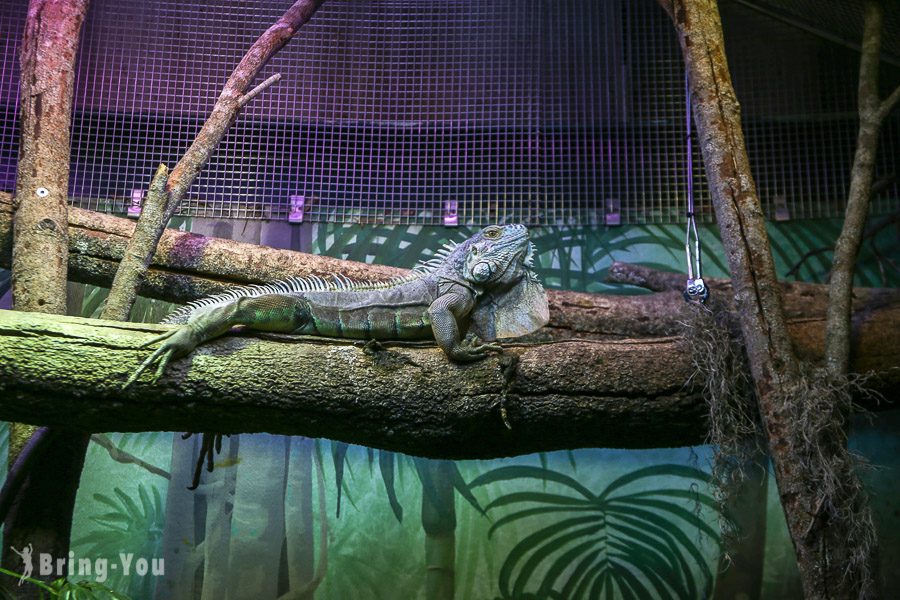 塔龍加動物園 Taronga Zoo