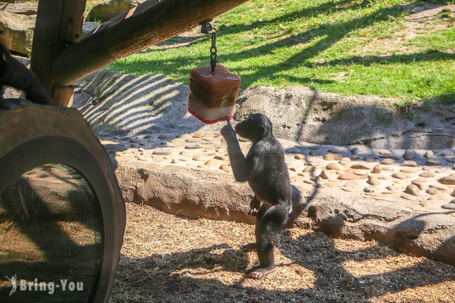 塔龙加动物园 Taronga Zoo