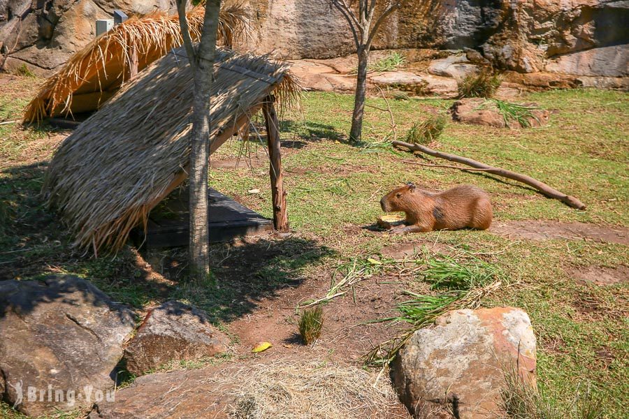 塔龙加动物园 Taronga Zoo