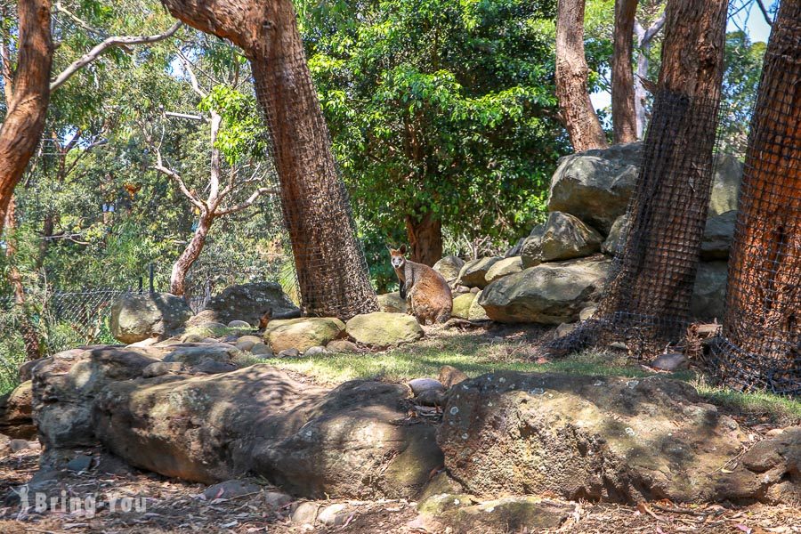 塔龙加动物园 Taronga Zoo