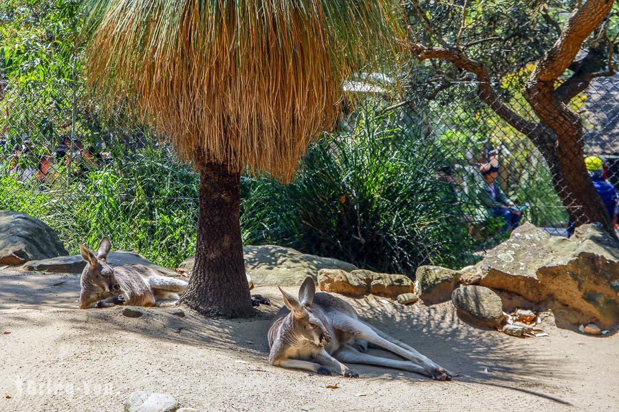 塔龍加動物園 Taronga Zoo