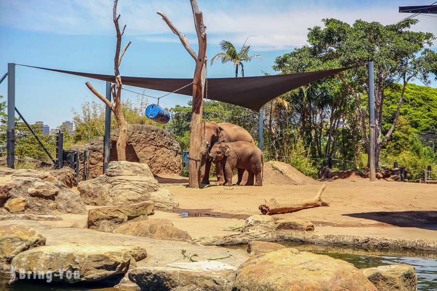 塔龍加動物園 Taronga Zoo