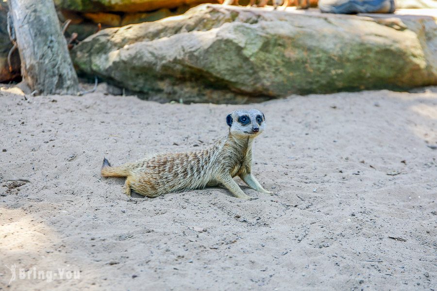 塔龙加动物园 Taronga Zoo