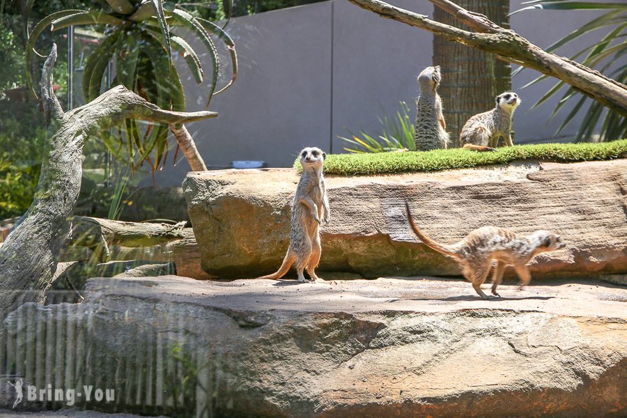 塔龙加动物园 Taronga Zoo