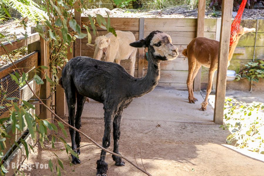 塔龍加動物園 Taronga Zoo