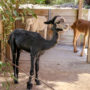 【澳洲雪梨】塔龍加動物園（Taronga Zoo）渡輪交通、門票、抱無尾熊攻略