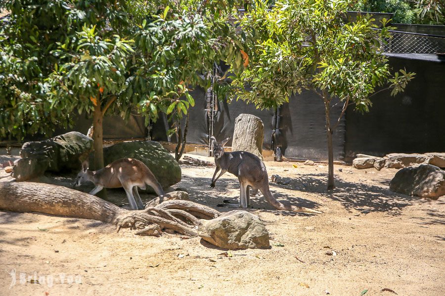 塔龙加动物园 Taronga Zoo
