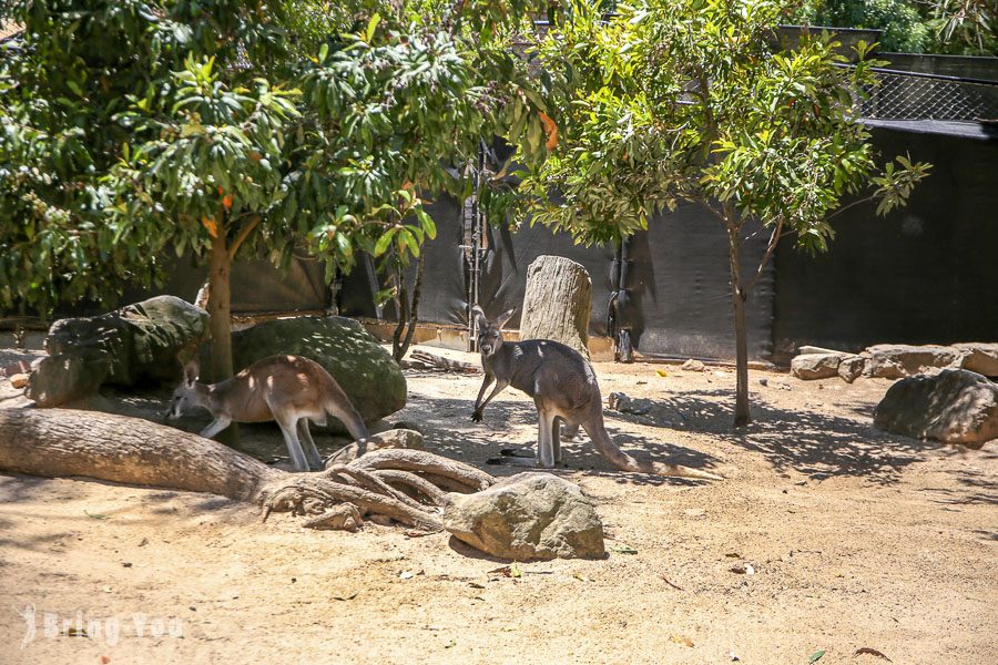 塔龍加動物園 Taronga Zoo