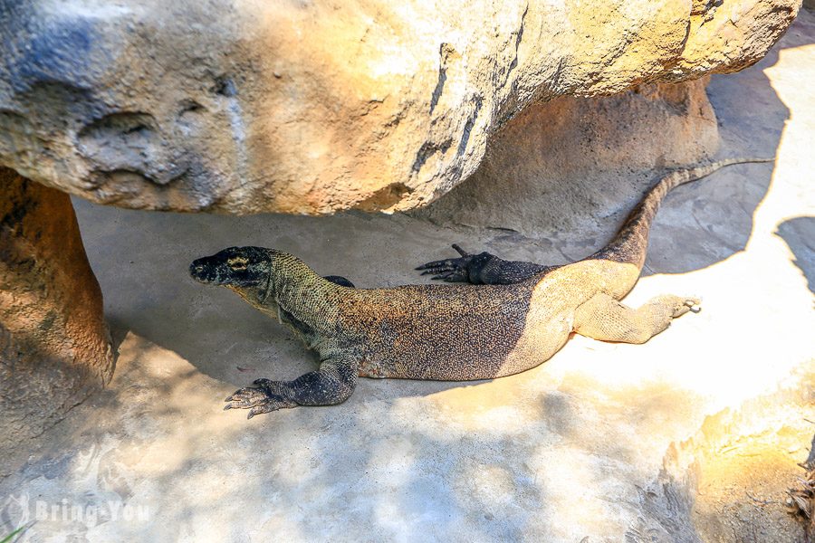 塔龙加动物园 Taronga Zoo