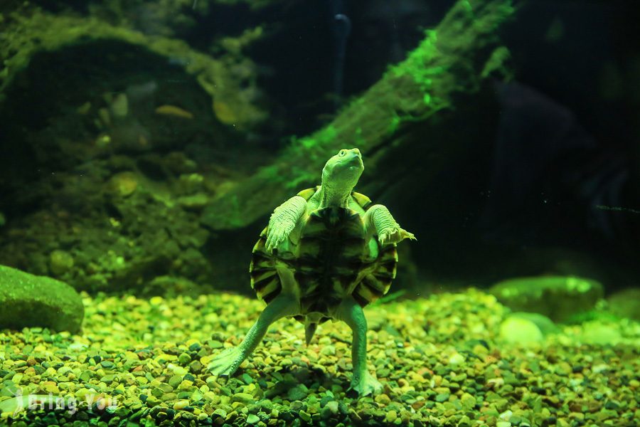 塔龍加動物園 Taronga Zoo