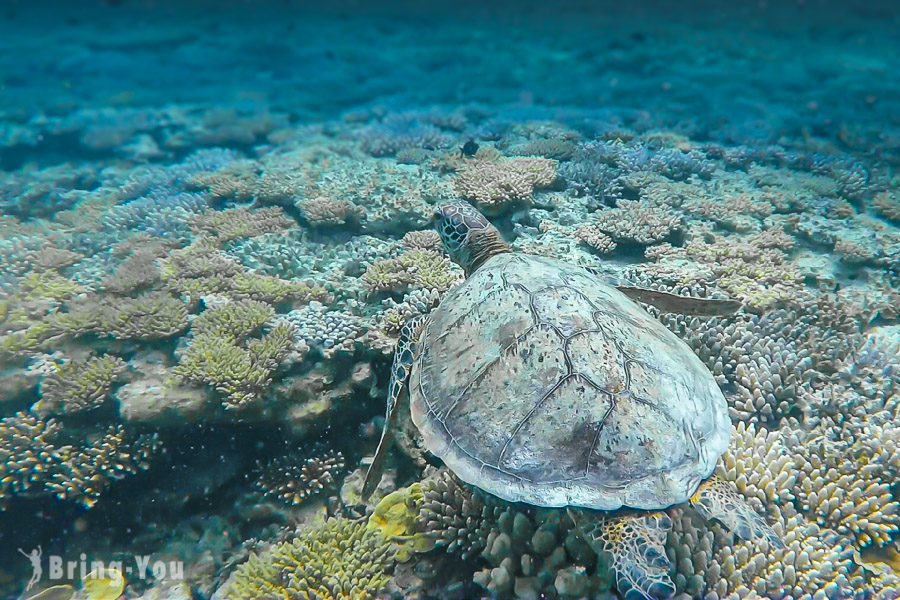 【大堡礁景点】Bundaberg 出发南边浮潜三日游行程规划攻略