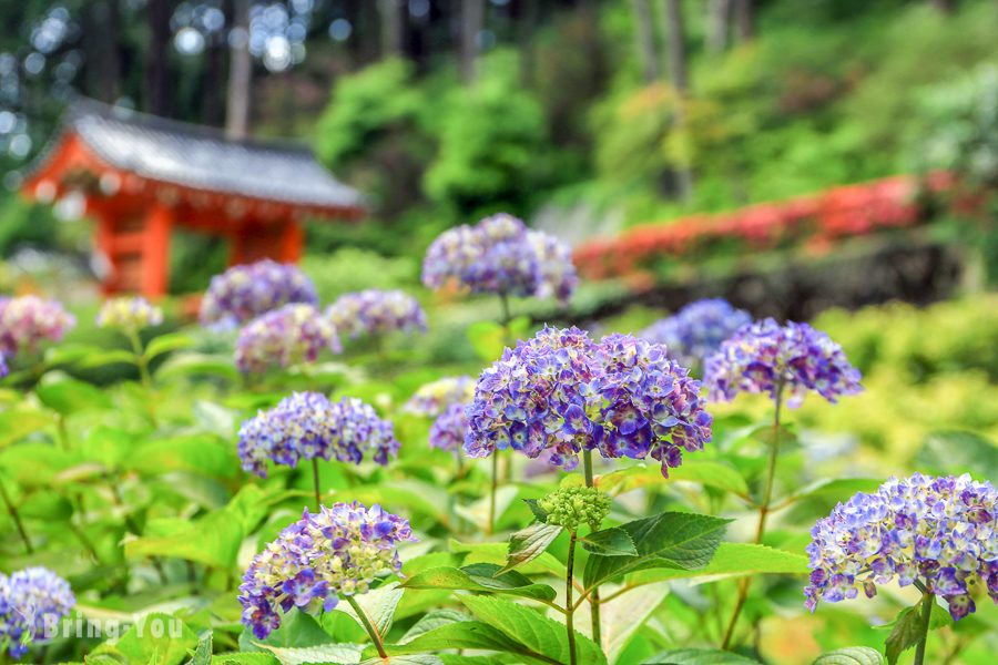 宇治三室戶寺繡球花