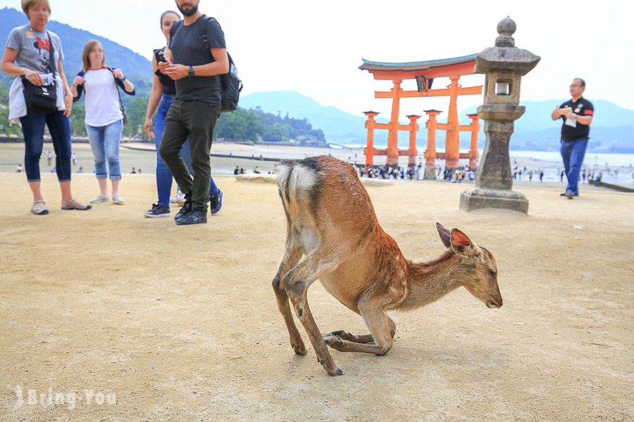 嚴島神社大鳥居