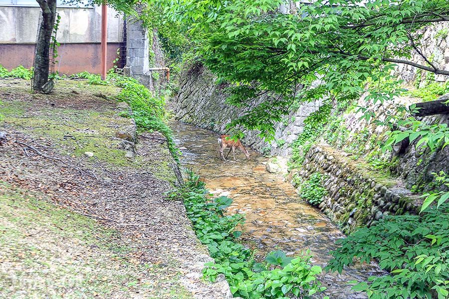 严岛神社