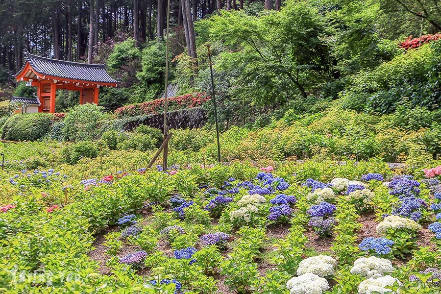 宇治三室户寺绣球花