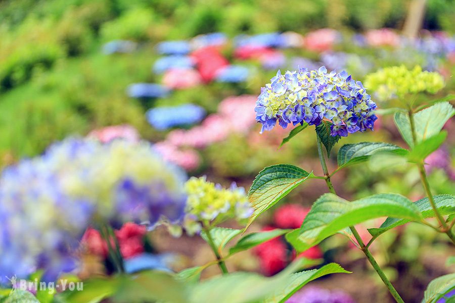 宇治三室戶寺繡球花